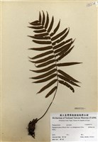 藏品(臺灣瘤足蕨)的圖片